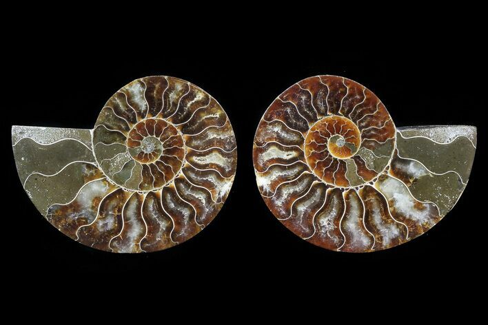 Cut & Polished Ammonite Fossil - Agatized #82288